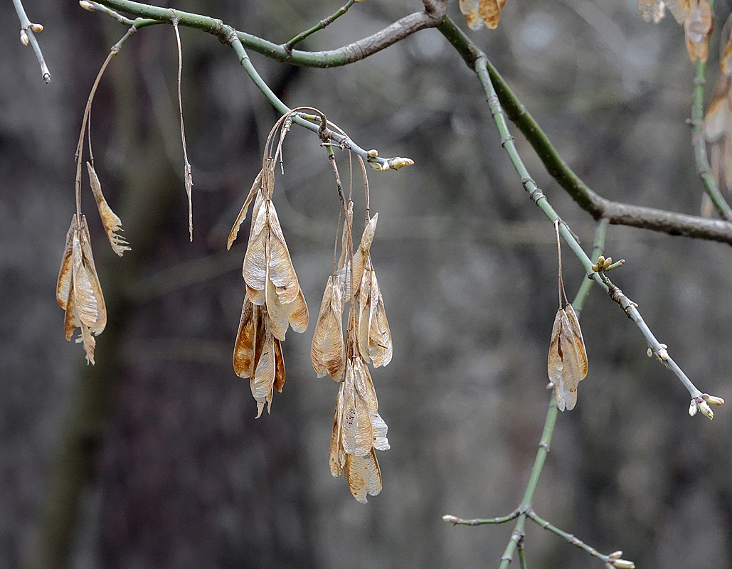 Image of Acer negundo specimen.