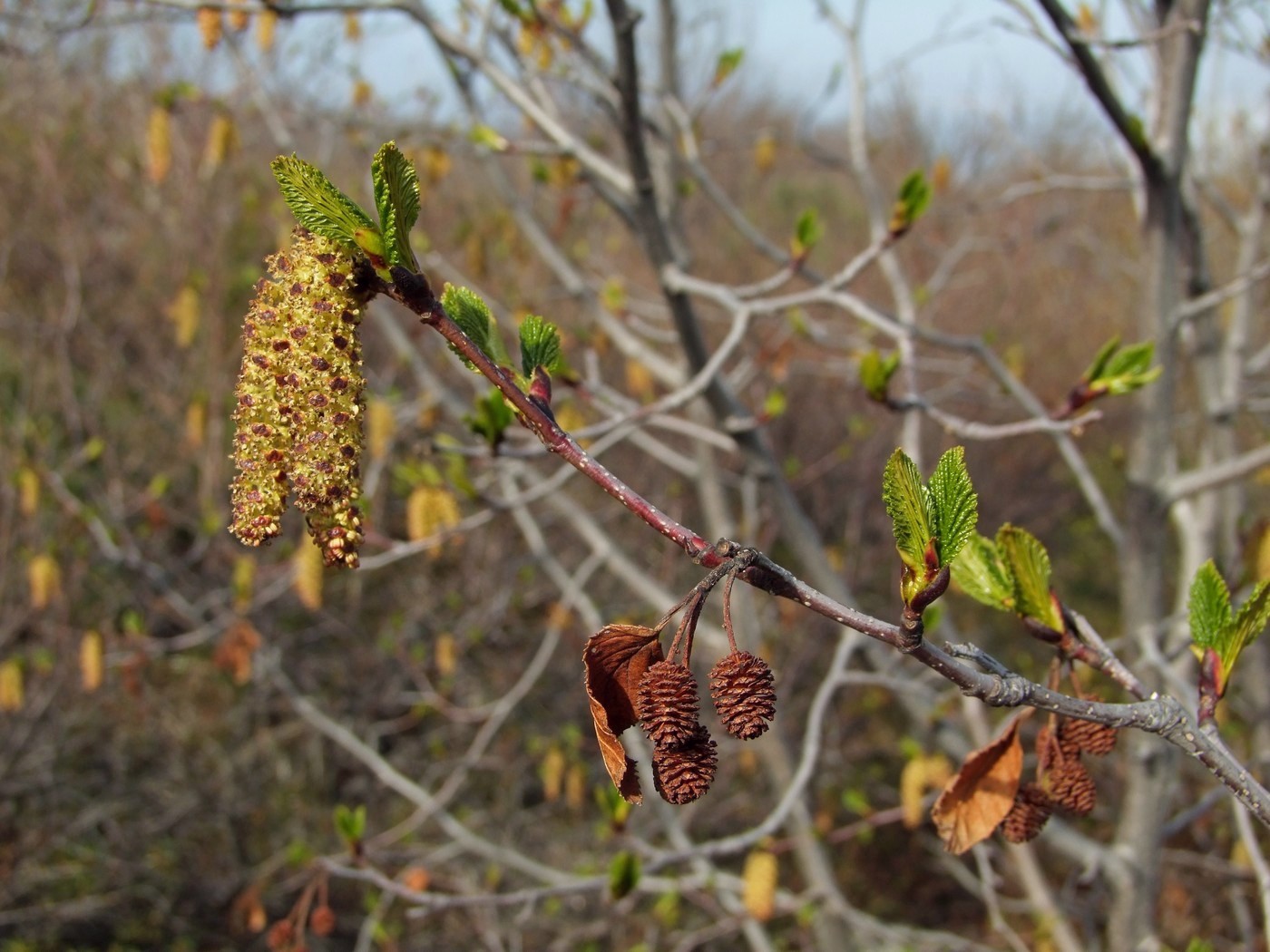 Изображение особи Duschekia fruticosa.