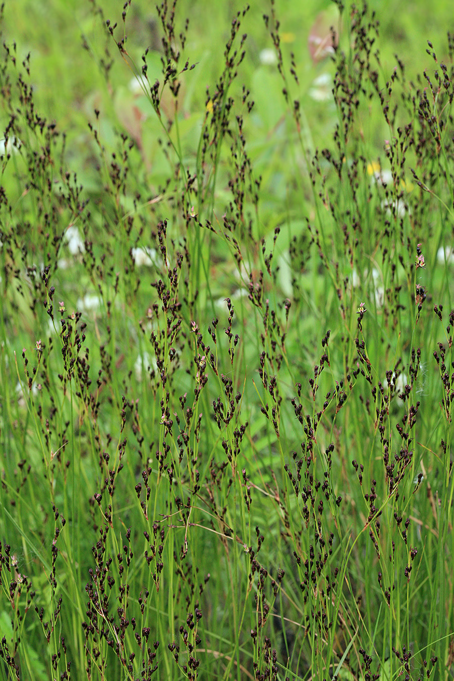 Image of Juncus gerardi specimen.