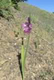 Gladiolus imbricatus. Цветущее растение. Крым, окр. Судака, долина р. Ворон, гора Плакья, каменистая осыпь, образованная обломками конгломератов, на участке выхода грунтовых вод. 18 мая 2017 г.