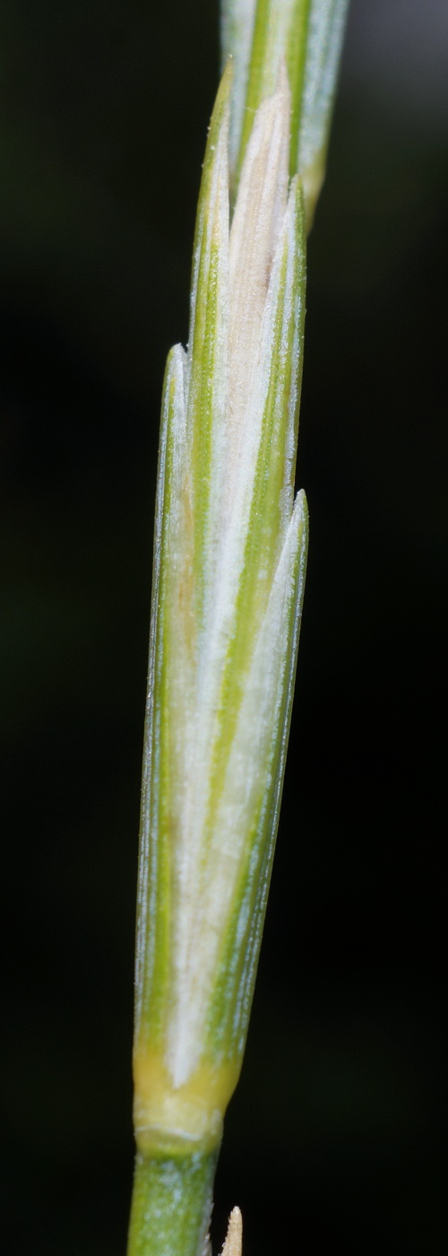 Image of Elytrigia scythica specimen.