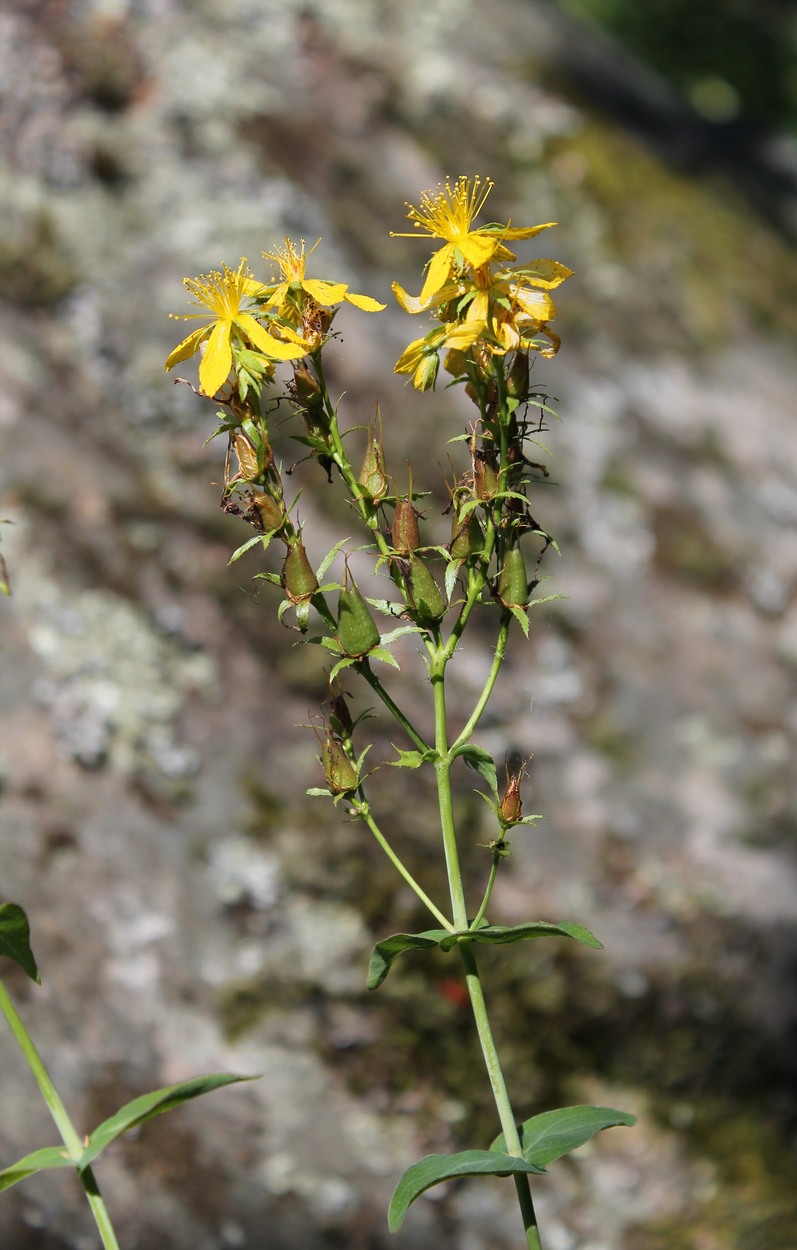 Image of Hypericum maleevii specimen.