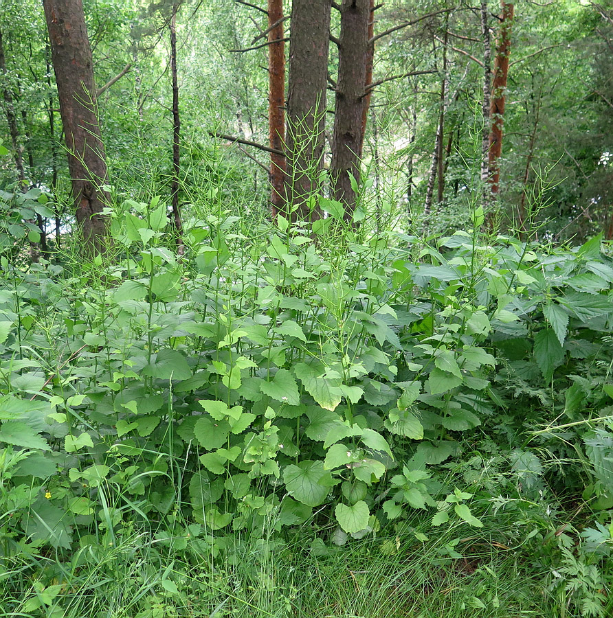 Image of Alliaria petiolata specimen.