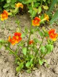 род Mimulus