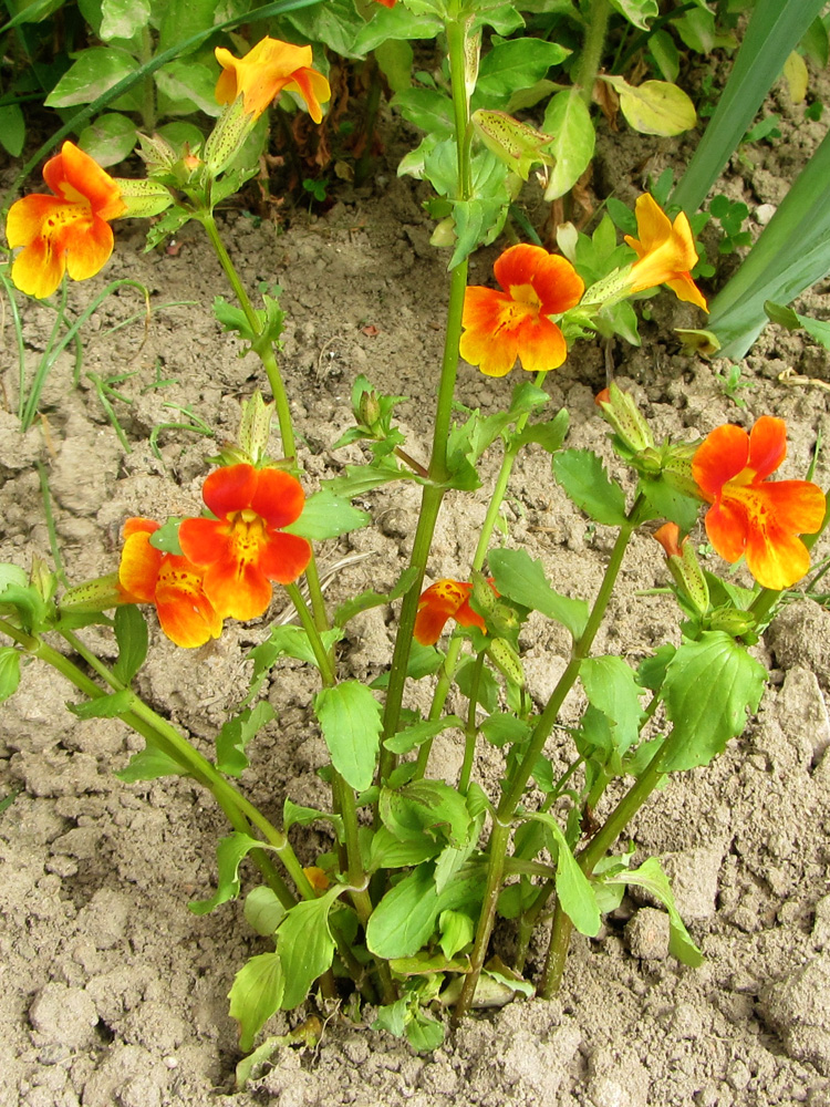 Image of genus Mimulus specimen.