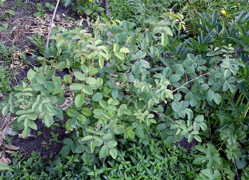 Изображение особи Rosa centifolia.