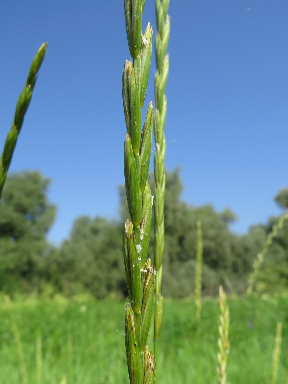 Изображение особи Elytrigia repens.