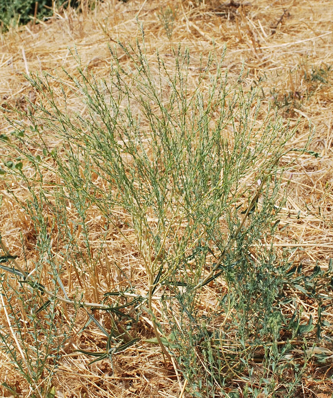Image of Diarthron vesiculosum specimen.
