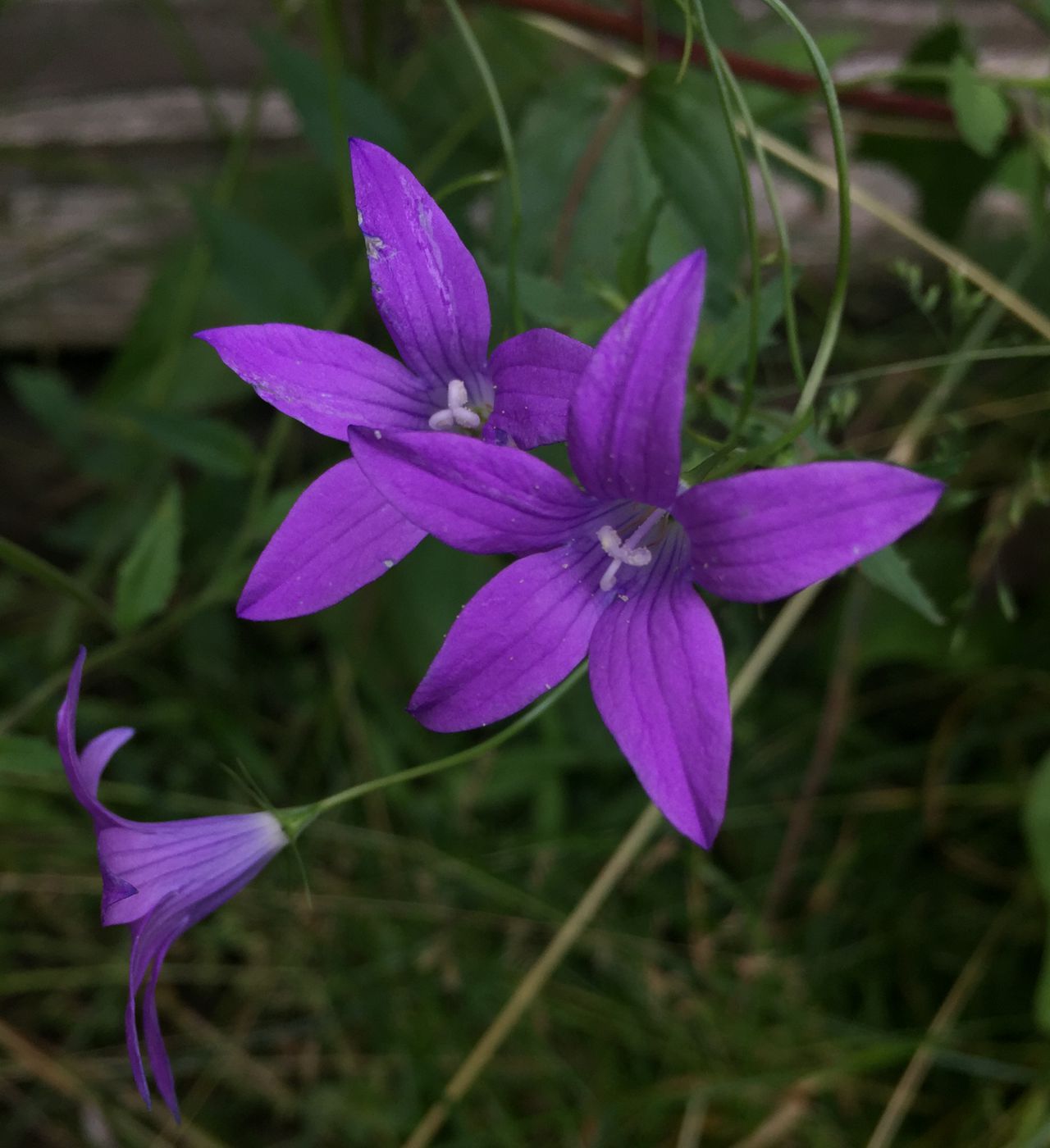 Image of Campanula patula specimen.