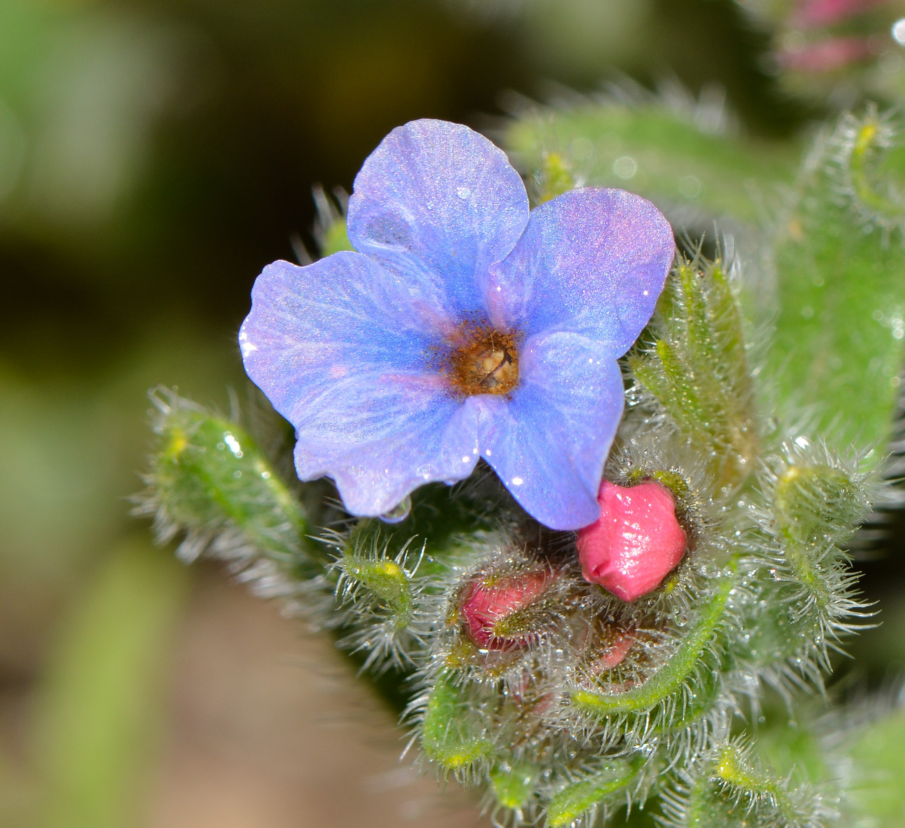 Image of Alkanna strigosa specimen.