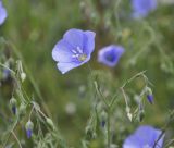 genus Linum