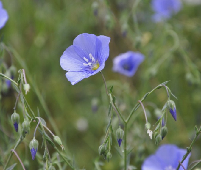 Image of genus Linum specimen.