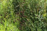 Sanguisorba officinalis. Верхние части плодоносящих растений. Карачаево-Черкесия, г. Теберда, на границе луга и поля. 30.07.2017.