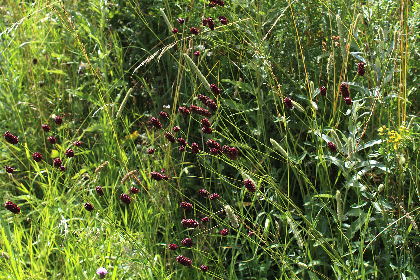 Изображение особи Sanguisorba officinalis.