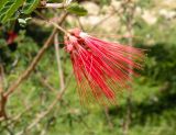 Calliandra californica. Соцветие с фуражирующими муравьями. Израиль, Шарон, пос. Кфар Монаш, ботанический сад \"Хават Ганой\". 30.04.2017.