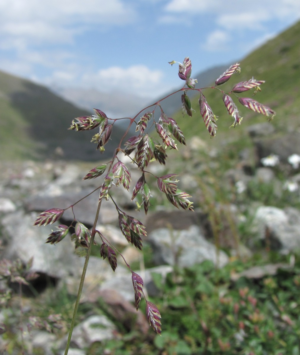 Image of Poa alpina specimen.