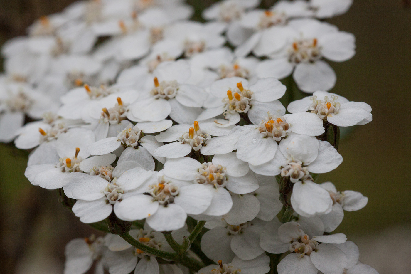 Image of Achillea millefolium specimen.