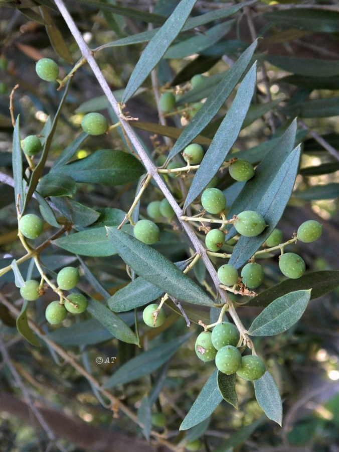 Image of Olea africana specimen.