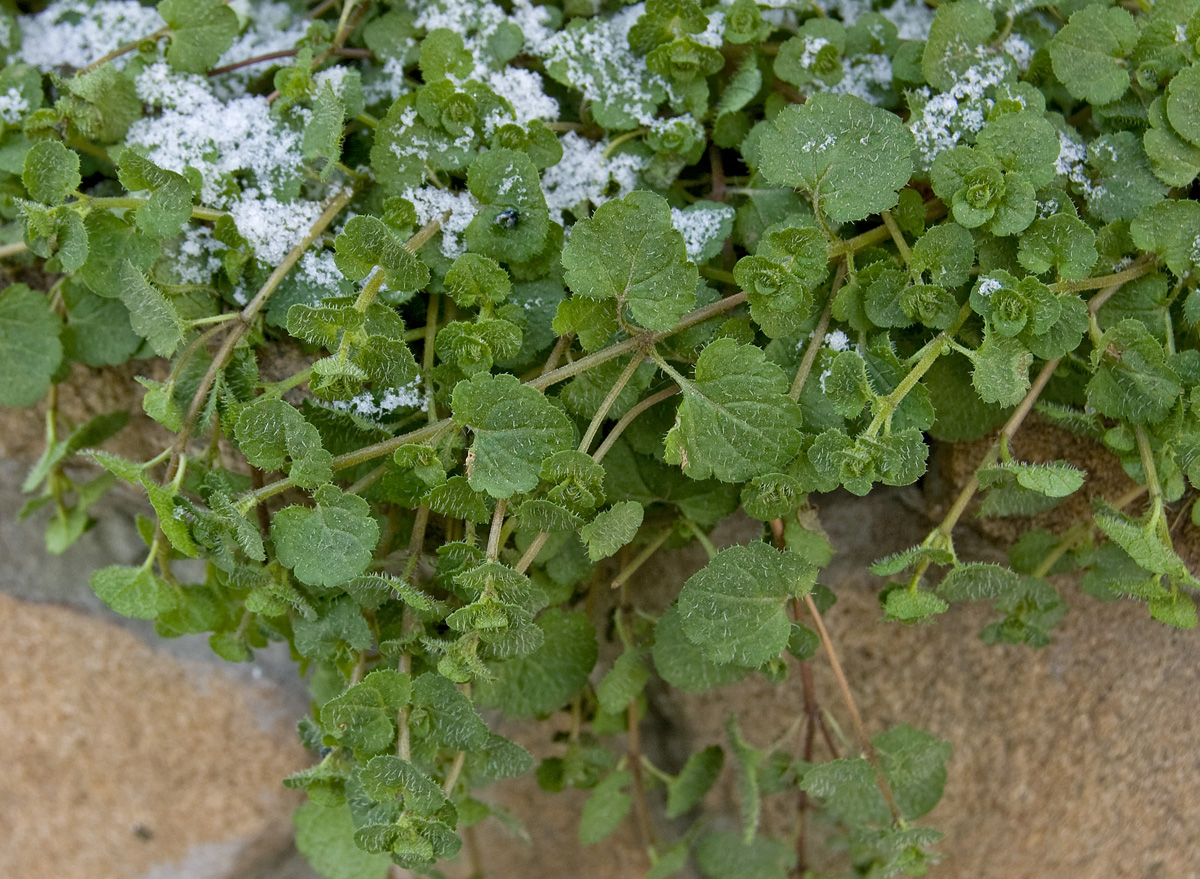Image of Veronica filiformis specimen.