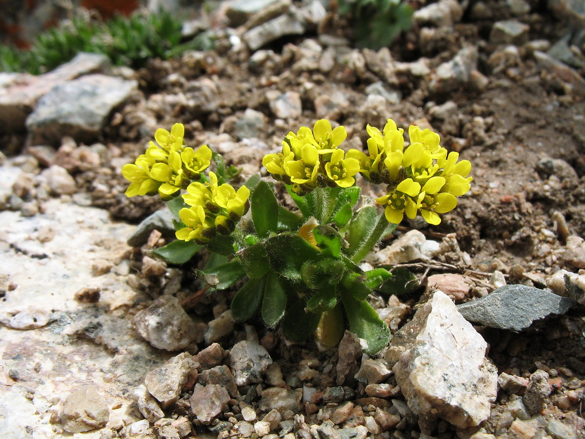 Image of Draba oreades specimen.