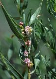 Cuscuta lehmanniana