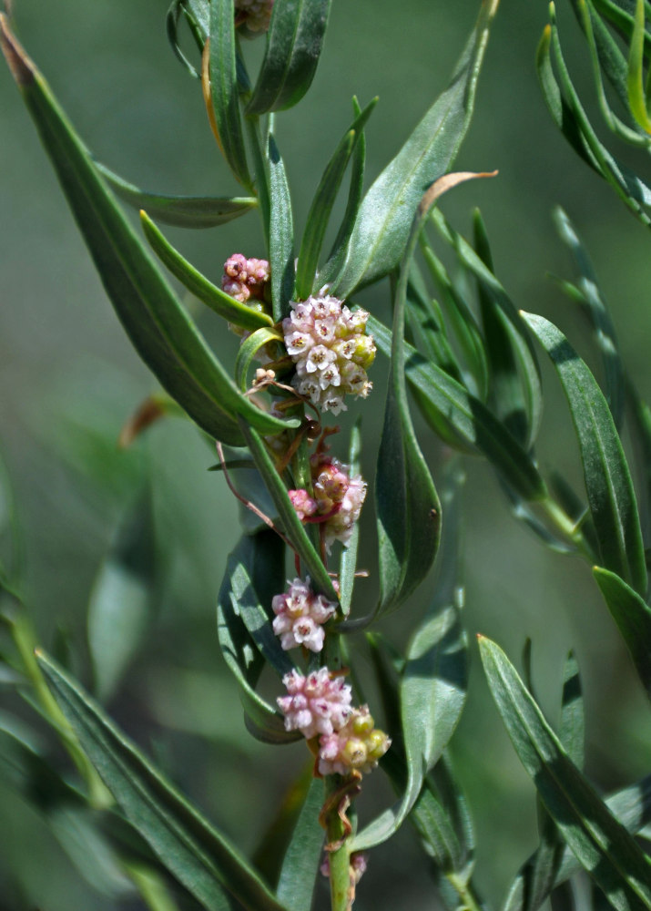 Image of Cuscuta lehmanniana specimen.