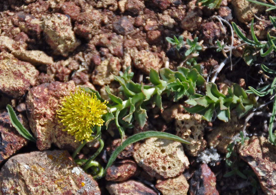 Image of Rhodiola rosea specimen.