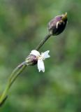 Gastrolychnis pauciflora. Верхушки побегов с плодом и цветком. Якутия (Саха), Нерюнгринский р-н, окр. перевала Тит. 26.07.2016.