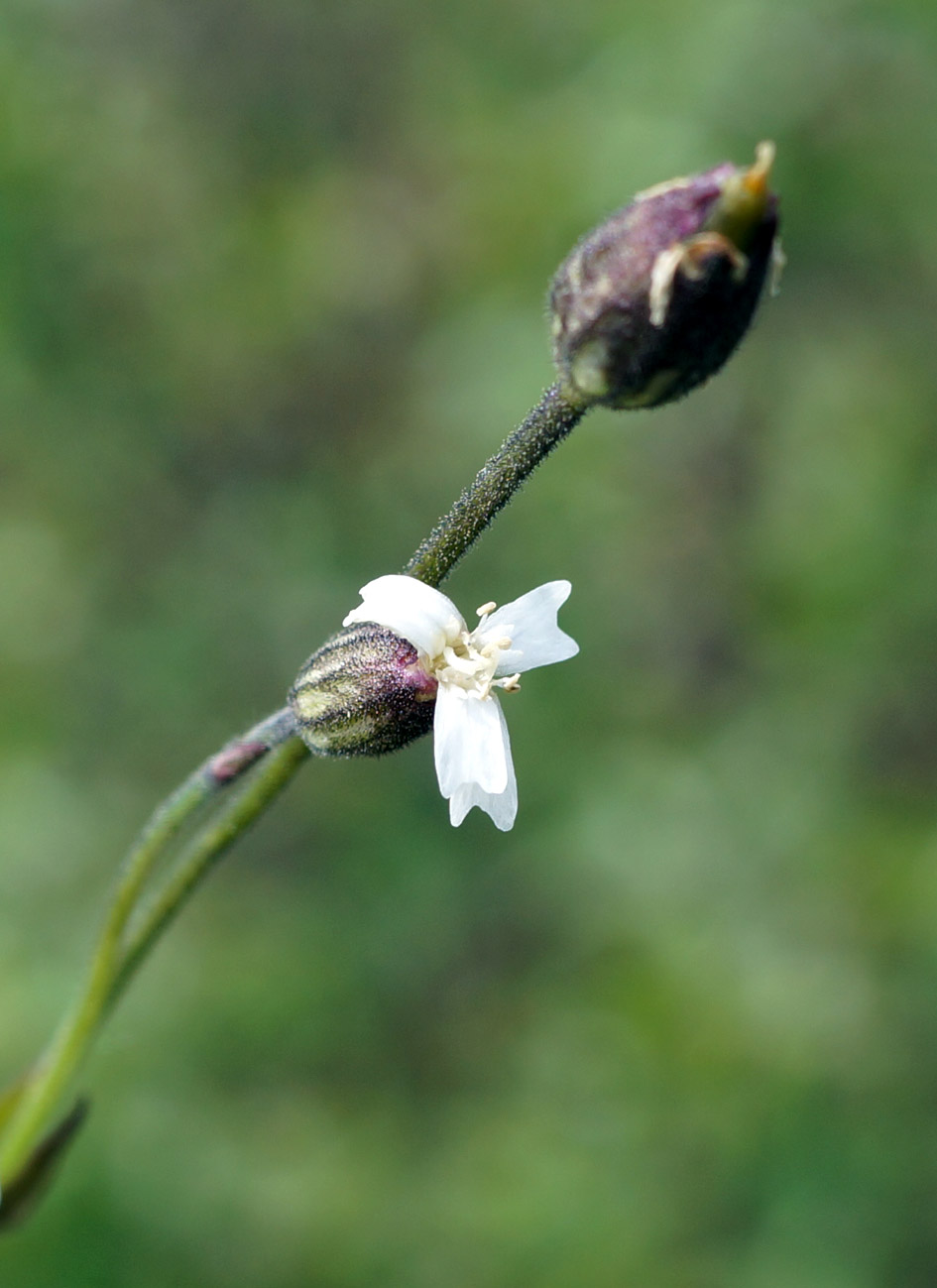 Image of Gastrolychnis pauciflora specimen.