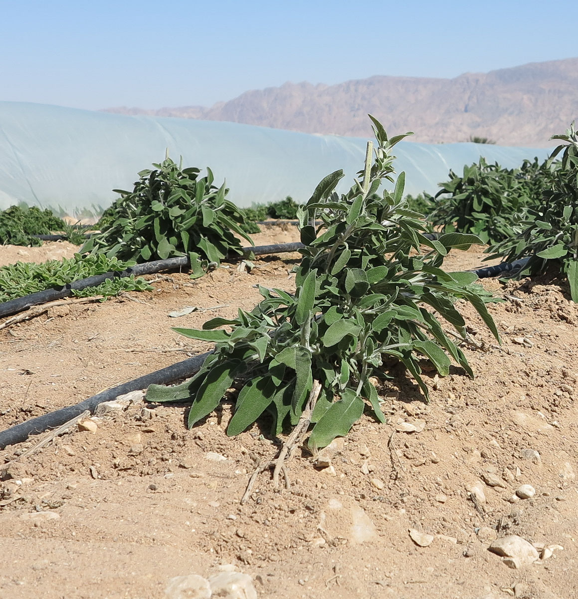 Image of Salvia officinalis specimen.