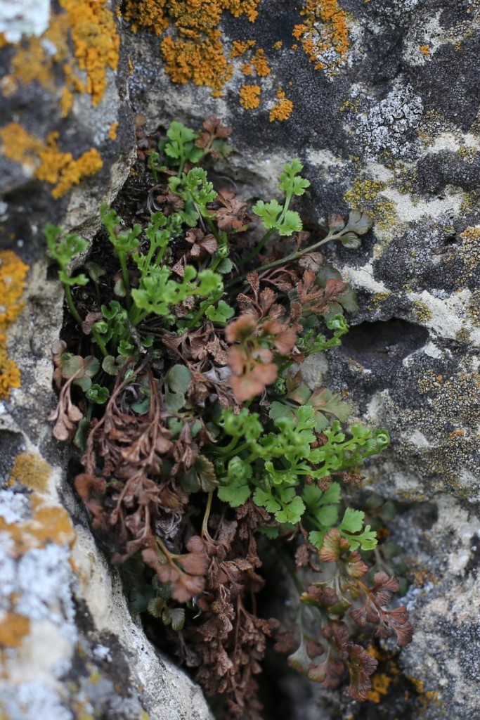 Изображение особи Asplenium ruta-muraria.