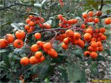 Pyracantha coccinea