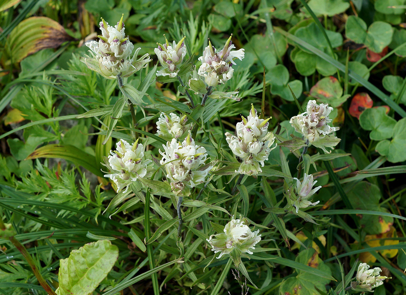 Изображение особи Castilleja pavlovii.