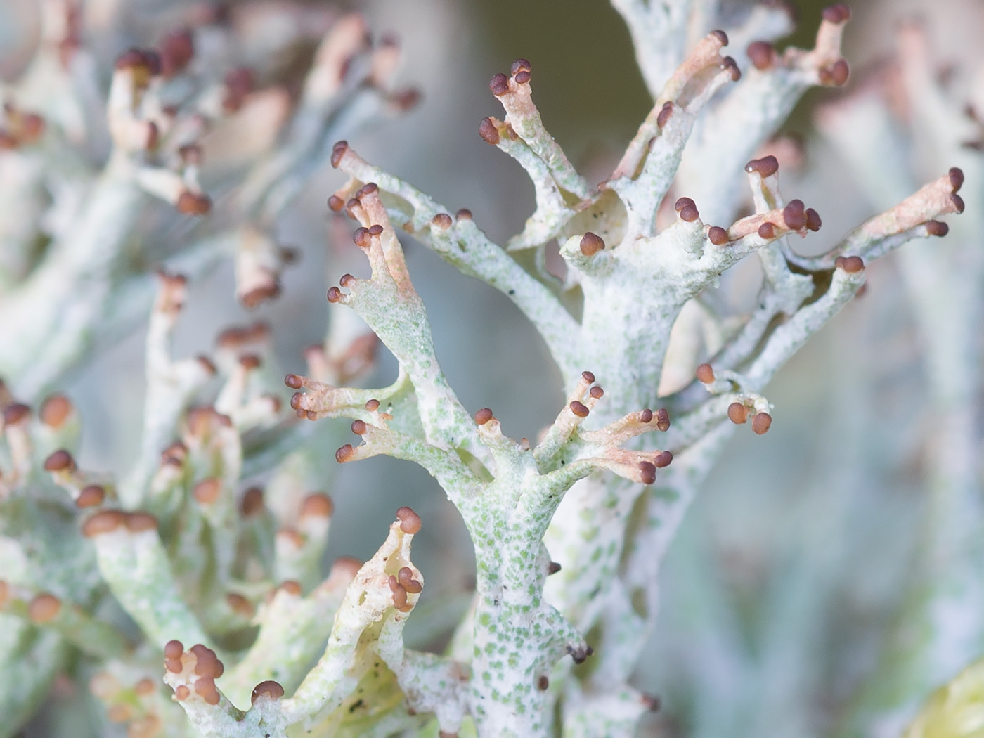 Image of Cladonia furcata specimen.