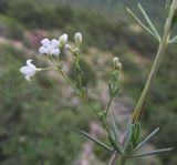 Galium biebersteinii. Часть стебля с цветущим пазушным побегом. Краснодарский край, м/о г. Новороссийск, гора Бол. Маркотх, можжевеловое редколесье, скальное обнажение. 22.06.2014.