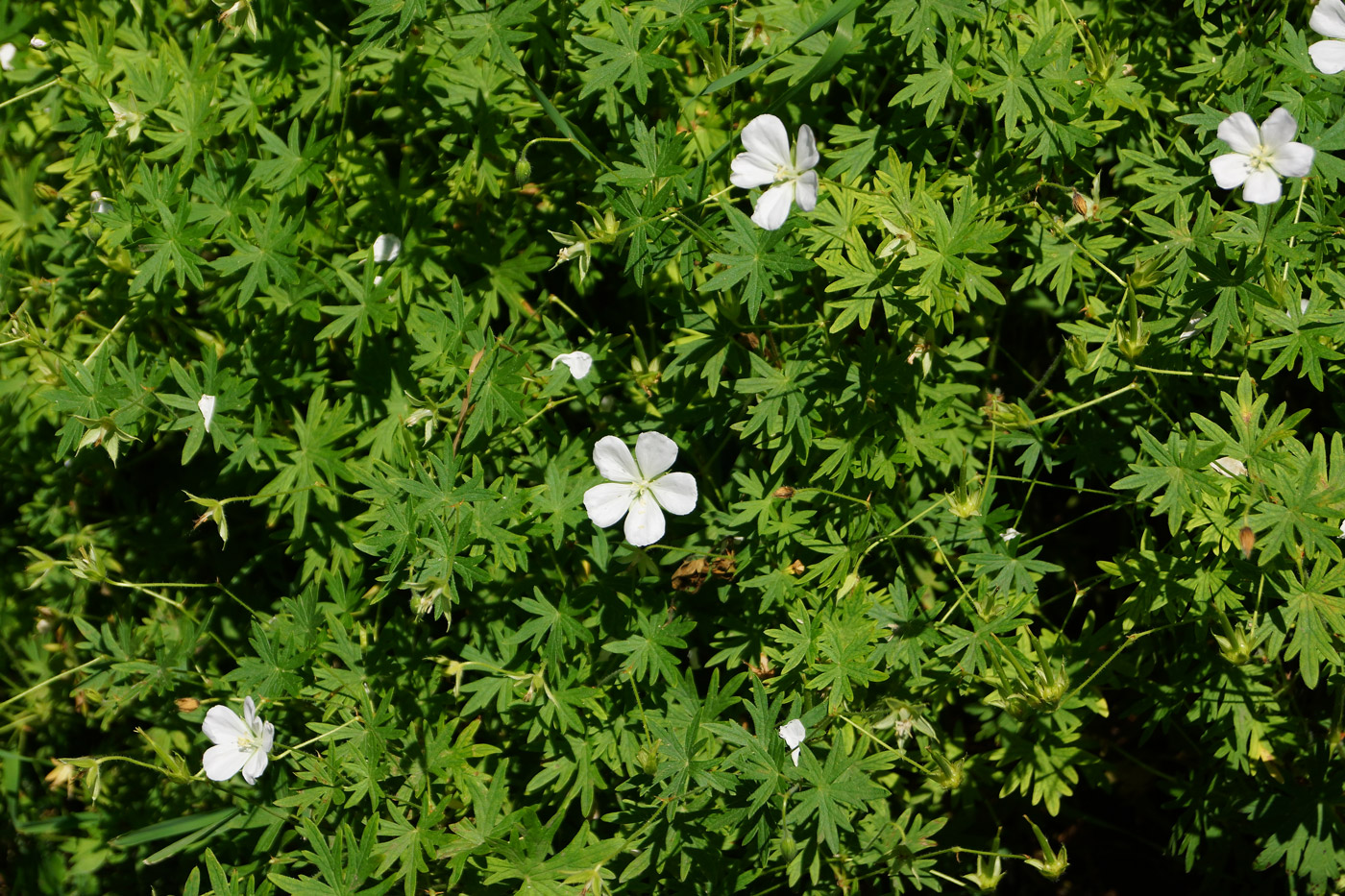 Image of Geranium sanguineum specimen.