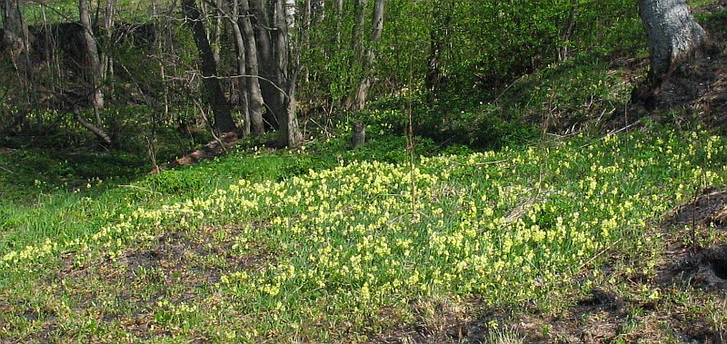 Изображение особи Primula elatior.