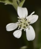 Verbesina virginica