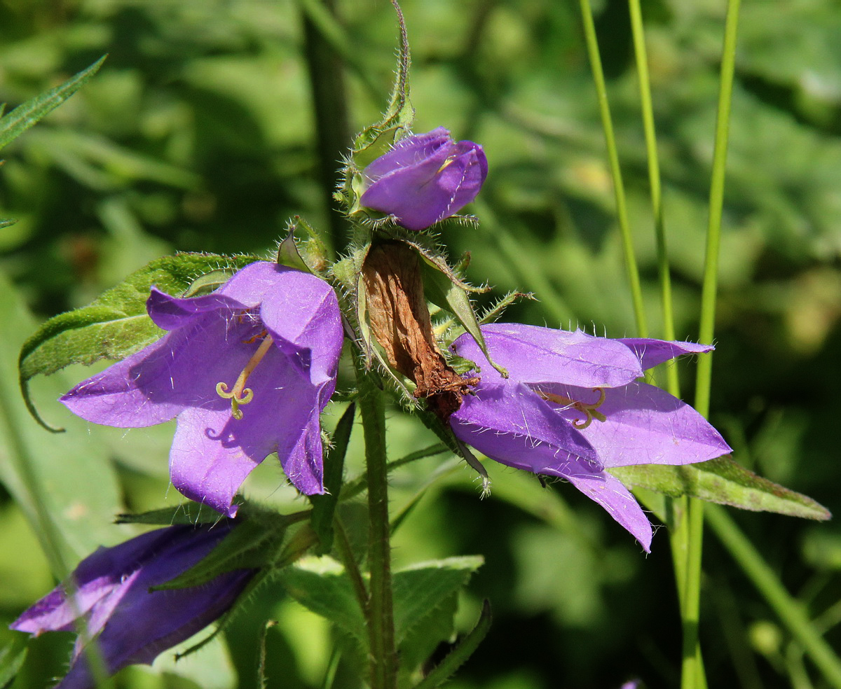 Изображение особи Campanula trachelium.