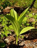 Veratrum lobelianum. Молодой побег. Чувашия, окр. г. Шумерля, лес за пос. Палан. 26 апреля 2008 г.