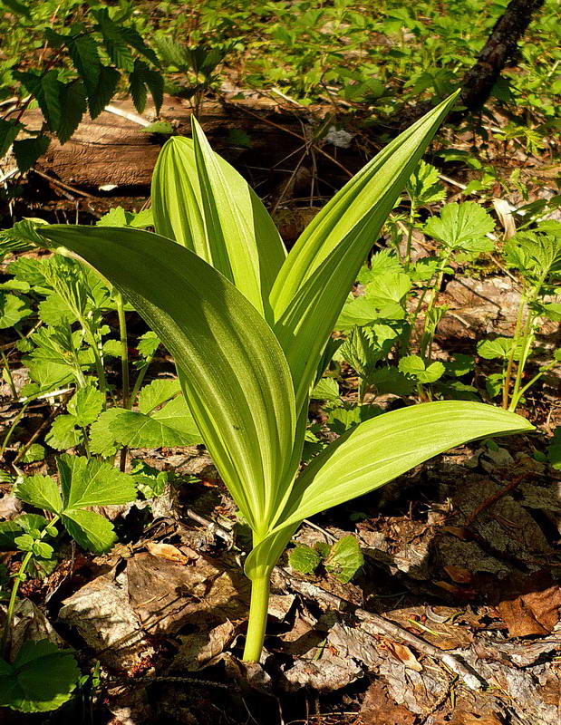 Image of Veratrum lobelianum specimen.