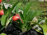 Billbergia pyramidalis. Цветущее растение. Малайзия, о-в Калимантан, г. Кучинг, ботанический сад. 12.05.2017.