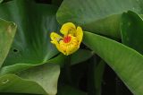 Nuphar pumila subspecies sinensis. Цветок и части листьев. Южный Китай, Гуанси-Чжуанский автономный р-н, окр. г. Яншо, парк \"Шангри-Ла\", пруд. 15.10.2017.