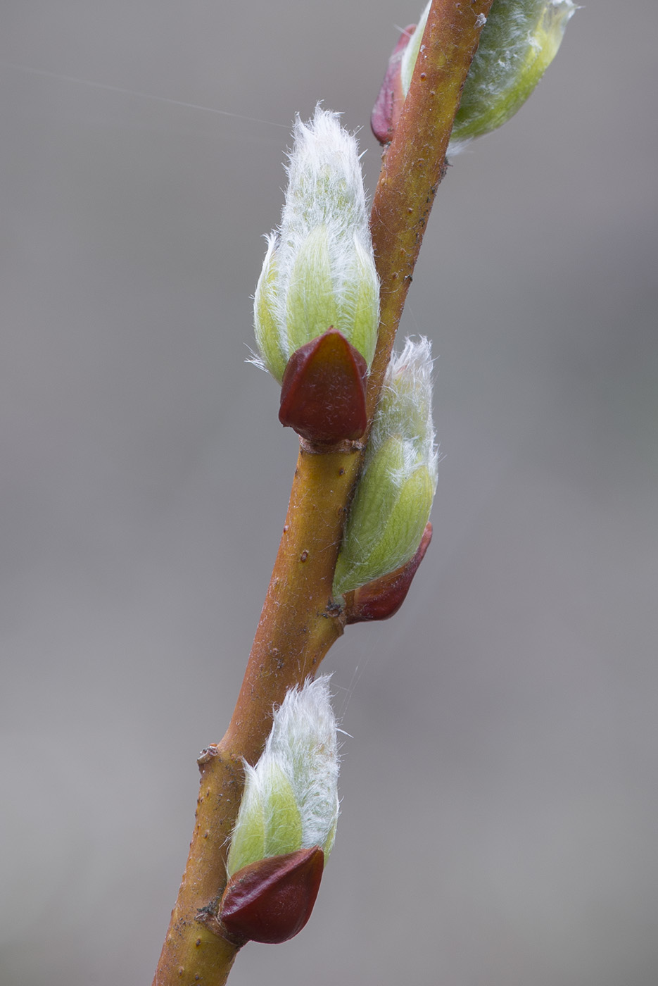 Изображение особи Salix starkeana.