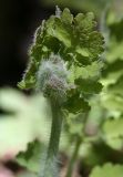 Chelidonium majus. Верхушка побега с бутонами. Костромская обл., Костромской р-н, окр. пос. Козловы Горы, сероольшанник вдоль берега р. Волга. 07.05.2017.