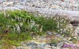 Vicia sylvatica. Цветущие и плодоносящие растения в сообществе с Ribes glabrum (на заднем плане слева). Кольский п-ов, Кандалакшский берег Белого моря, каменистая коса, воронично-лишайниковая тундра. 21.07.2017.