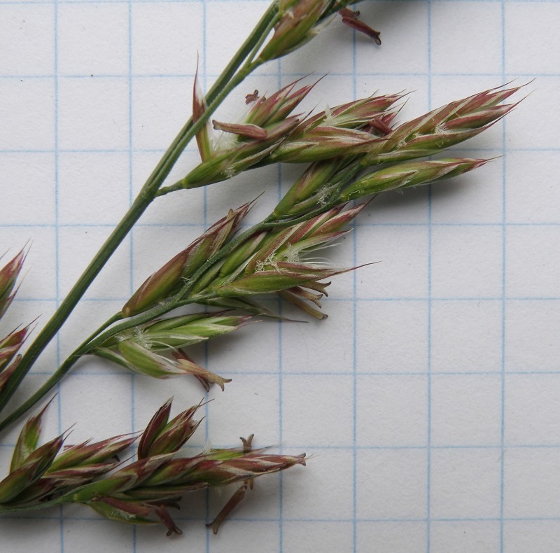 Image of genus Festuca specimen.