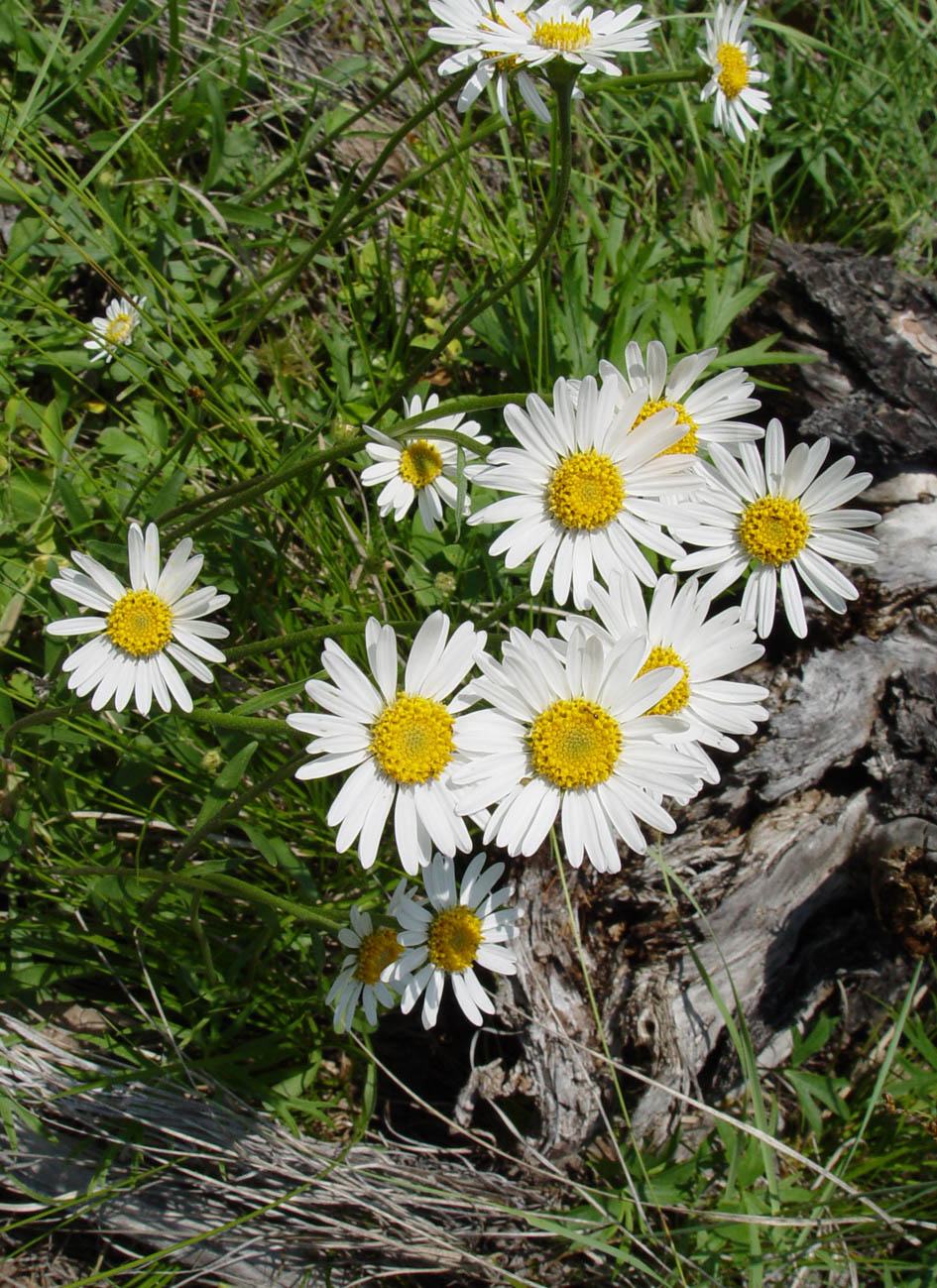 Изображение особи Aster alpinus.