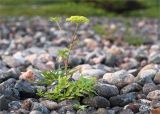 Heracleum sibiricum. Цветущее растение на валунном пляже. Кольский п-ов, Кандалакшский берег Белого моря. 22.07.2017.