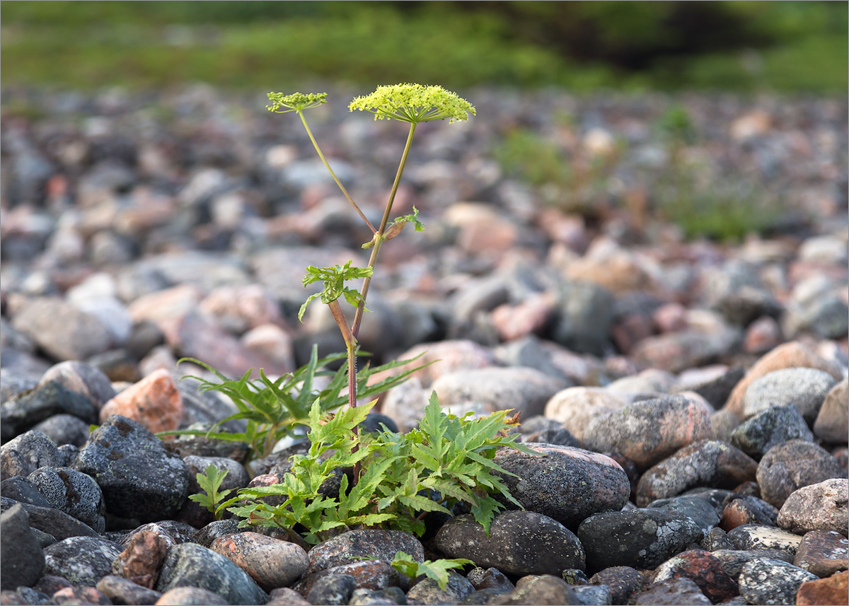 Image of Heracleum sibiricum specimen.